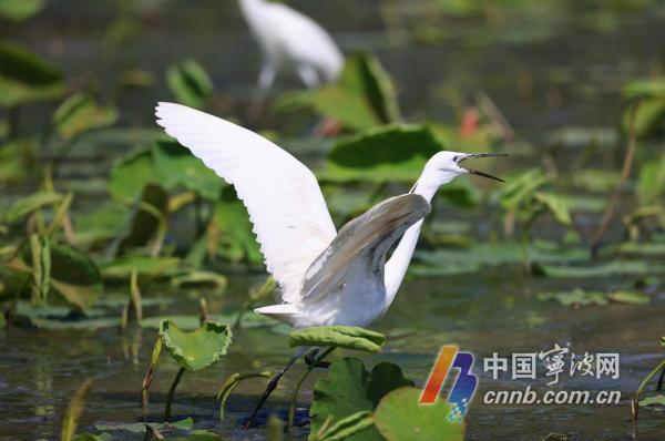 Egrets bor i Dongqian-sjøen